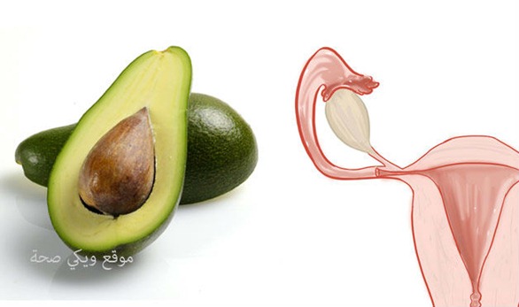 04-Avocados-UterusFoods-That-Look-Like-Body-Parts-1 04-Avocados-UterusFoods-That-Look-Like-Body-Parts-1