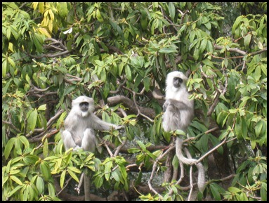 Hanuman Langurs