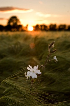 Summer-Barley-12