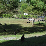 vultures at KSC in Cape Canaveral, United States 