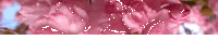 [aabkgTR-cherry-blossoms-200x50%253DTOP2%255B2%255D.gif]