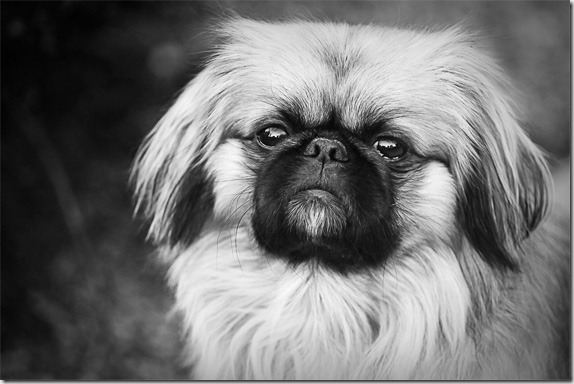 pet-photography3 pet-photography3