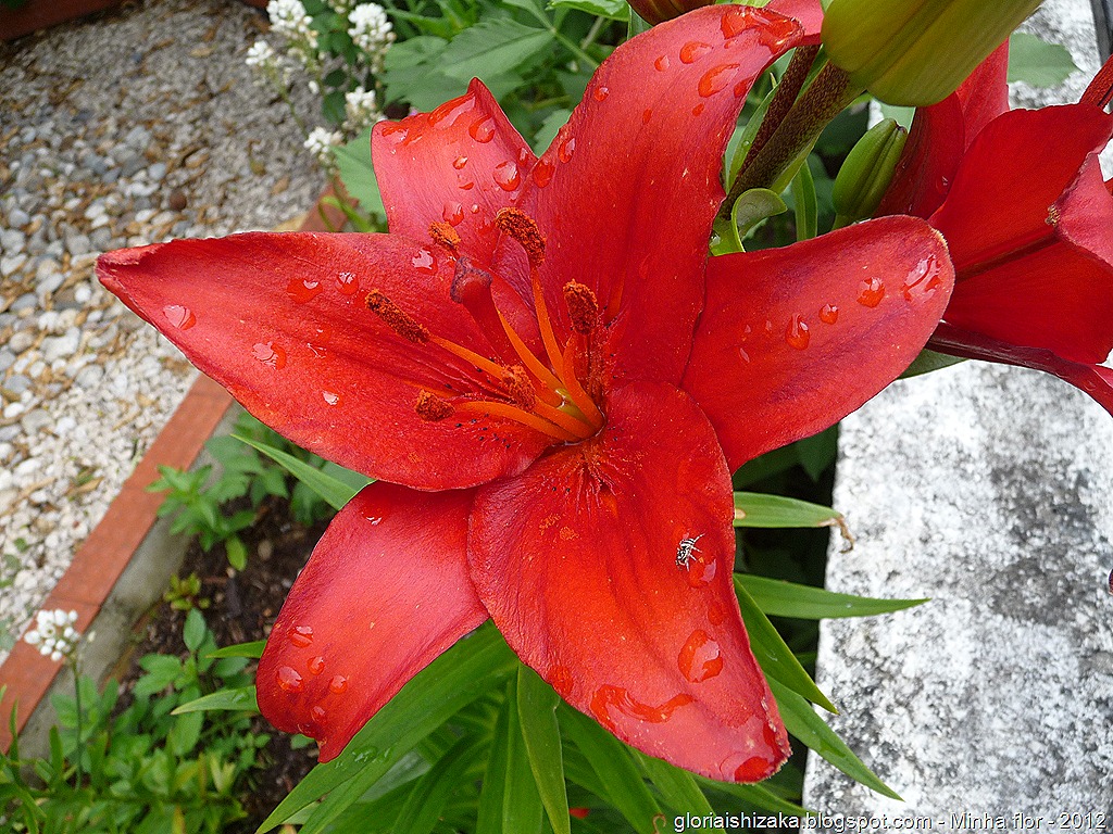 [Gloria%2520Ishizaka%2520-%2520minha%2520flor%25206%255B9%255D.jpg]