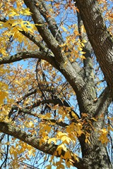 Crossing Fall 003
