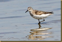 n Semipalmated sandpiper D7K_3128 August 13, 2011 NIKON D7000