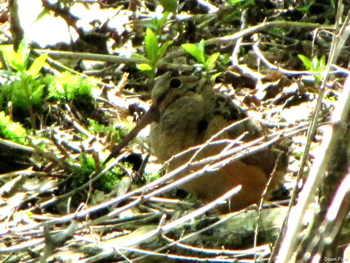 [Woodcock11.jpg]