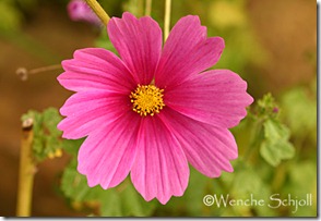 Cosmos-(37)