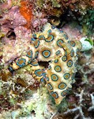 Blue Ringed Octopus Blue Ringed Octopus
