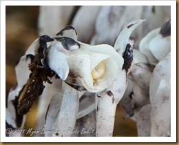 Indian Pipe D7K_1241 July 27, 2011 NIKON D7000