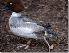 aviary51