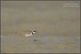 © Giuseppe Varano - Nature and Wildlife Images
