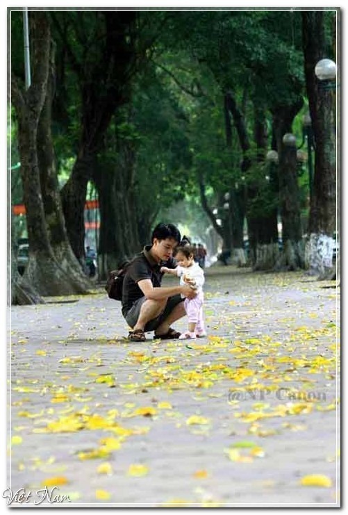 Hà Nội mùa lá vàng trải thảm, Việt Nam