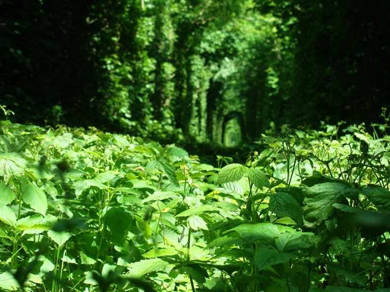 tunnel-of-love-6