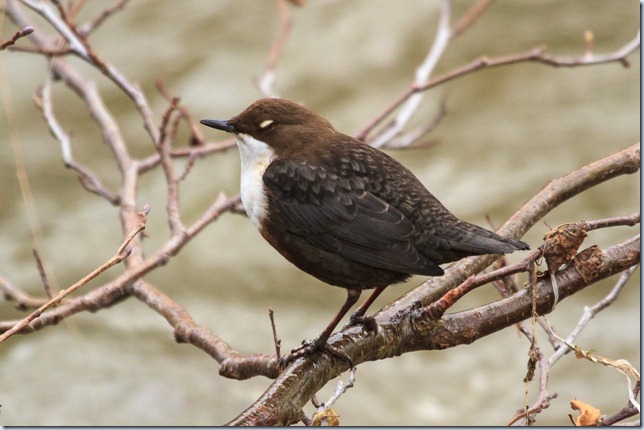 Dipper-2