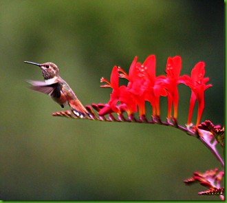 Crocosmia Crocosmia