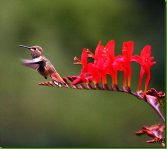 Crocosmia