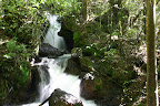 Rainforest waterfall near Ketetahi