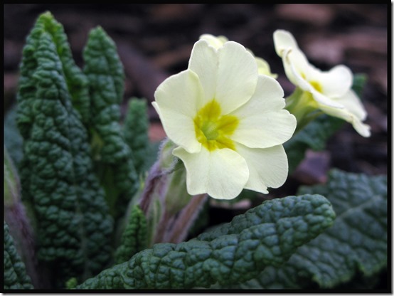 20505Primula