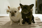 Here we are!  Two beautifully clean Frenchies!