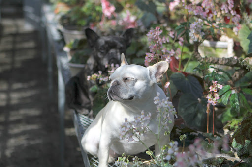 Francesca, don't you just love being here in the greenhouse among Martha's lovely begonia collection? Francesca, don't you just love being here in the greenhouse among Martha's lovely begonia collection?