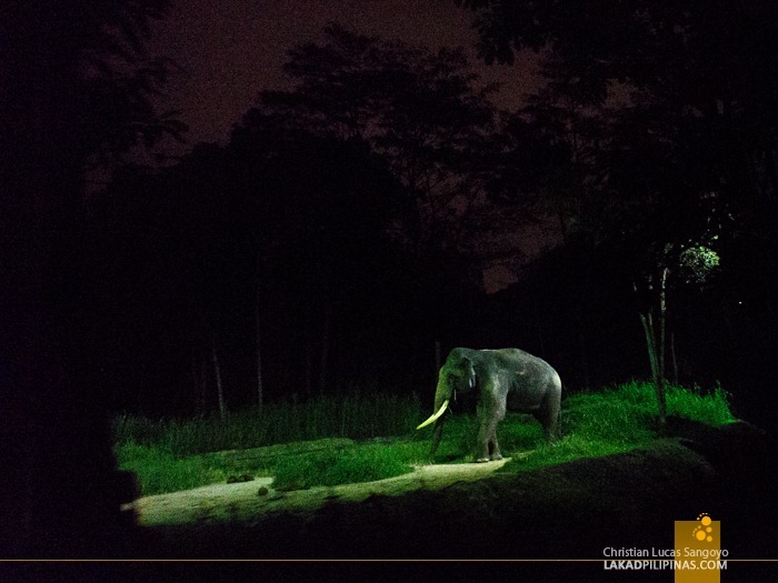 One of the oldest Elephants at Singapore's Night Safari