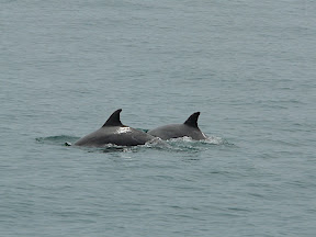We saw about 75 Atlantic Bottle-nosed Dolphins (and also a Minke Whale that I couldn't get a photo of)