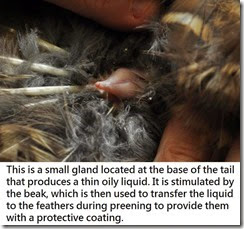 articles-Owl Physiology-Feathers-8