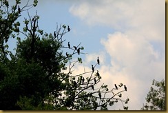 120 120