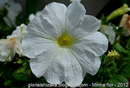 Glória Ishizaka - minhas flores - 2012 - 18