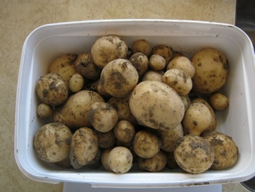 Newpotatoes