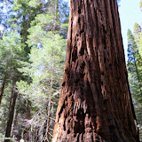 Condomínio de Picapau- Redwood Canyon - Sequoia e Kings Canyon NP, California. EUA