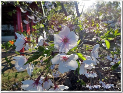 hanami3 hanami3