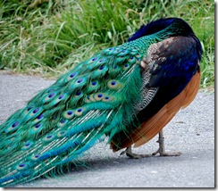 aviary12