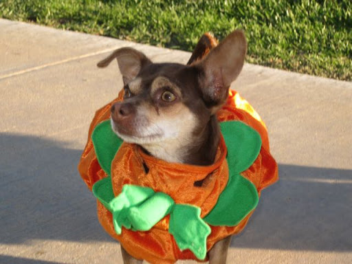 And behind the costumes, each of Faye's rescues has a story to tell. This little Punkin' says, And behind the costumes, each of Faye's rescues has a story to tell. This little Punkin' says,