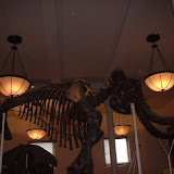 New York 2002 - American%252520Museum%252520of%252520Natural%252520History%2525204.jpg