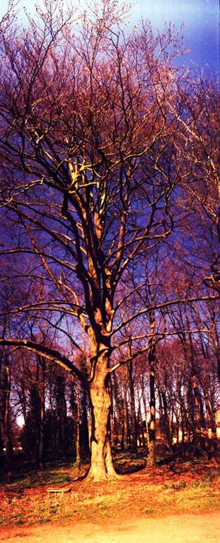 [The-Trees-16---XPRO%255B3%255D.jpg]