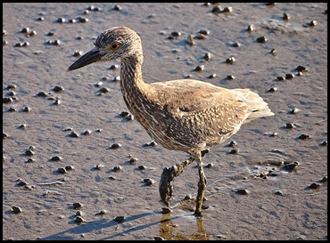 Birds - Juvenile Black Crown Night Heron