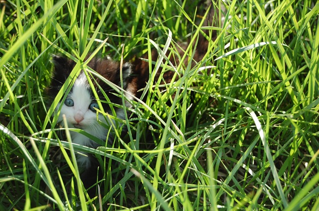 [kitty3%255B2%255D.jpg]