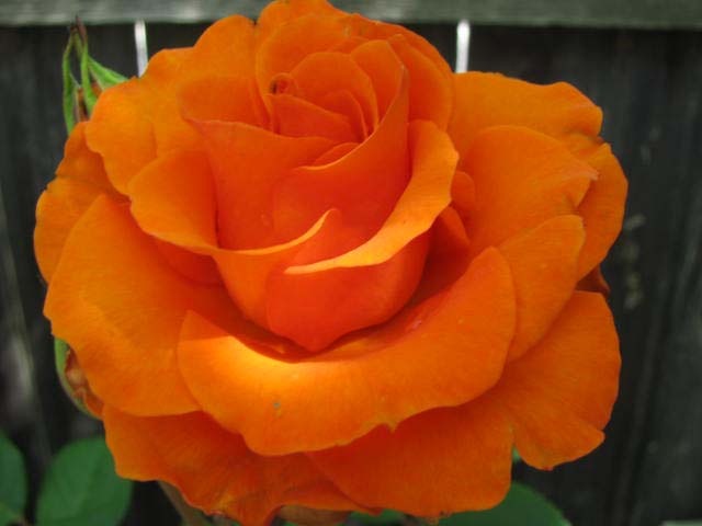 [IMG_0012%255B3%255D.jpg]