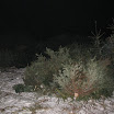 Tannenbaumaktiont09_21.jpg