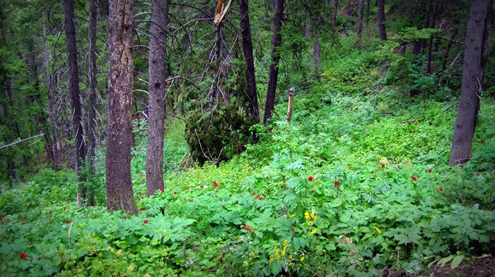 beautiful foliage beautiful foliage in Millcreek Canyon
