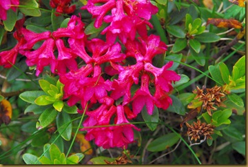 Rododendro Casera Prendera e Antelao