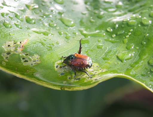 What are you doing to that leaf?  Whatever it is, it doesn't look good!