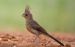pyrrhuloxia laguna seca ranch pyrrhuloxia laguna seca ranch