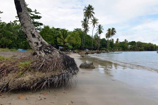 In this 22 April 2013 photo, the stump of an unrooted palm tree sits on the shore of the fishing village in Telegraph, Grenada. The people along this vulnerable stretch of eastern Grenada have been watching the sea eat away at their shoreline in recent decades, a result of destructive practices such as sand mining and a ferocious storm surge made worse by climate change, according to researchers with the U.S.-based Nature Conservancy, who have helped locals map the extent of coastal erosion. Photo: David McFadden/ Associated Press