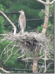 great blue herring 1 in nest4. 7.24