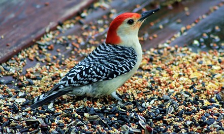 Red Bellied Woodpecker 2 Red Bellied Woodpecker 2