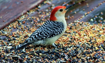 Red Bellied Woodpecker 2