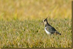 Lapwing (Vanellus vanellus)