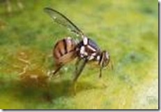 lalat-buah-Tephritidae-Dacus sp-bactrocera